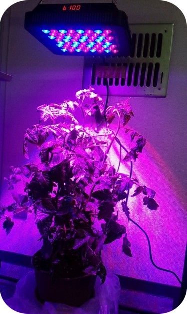 応用例：植物育成用LED照明システム